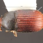 Image Author: TH Atkinson | Florida State Collection of Arthropods, Gainesville, Florida | Comaltepec | Collection: Florida State Collection of Arthropods