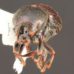 Image Author: TH Atkinson | Florida State Collection of Arthropods, Gainesville, Florida | Comaltepec | Collection: Florida State Collection of Arthropods
