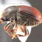 Image Author: TH Atkinson | Florida State Collection of Arthropods, Gainesville, Florida | Comaltepec | Collection: Florida State Collection of Arthropods