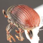 Image Author: TH Atkinson | Florida State Collection of Arthropods, Gainesville, Florida | Comaltepec | Collection: Florida State Collection of Arthropods