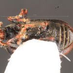Image Author: TH Atkinson | Florida State Collection of Arthropods, Gainesville, Florida | Comaltepec | Collection: Florida State Collection of Arthropods