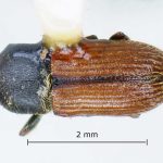 male | Image Author: LR Kirkendall | University of Bergen | paratype  Cnesinus gibbosus  Wood | paratype | Volcan Poas | Collection: British Museum (Natural History)