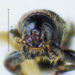 female | Image Author: LR Kirkendall | University of Bergen | paratype  Cnesinus gibbosus  Wood | paratype | Volcan Poas | Collection: British Museum (Natural History)