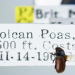 male | Image Author: LR Kirkendall | University of Bergen | paratype  Cnesinus gibbosus  Wood | paratype | Volcan Poas | Collection: British Museum (Natural History)