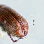 female | Image Author: LR Kirkendall | University of Bergen | paratype  Cnesinus gibbulus  Wood | paratype | Villa Mills, Cerro de la Muerte | Collection: British Museum (Natural History)