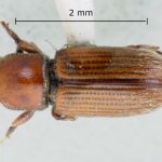 female | Image Author: LR Kirkendall | University of Bergen | paratype  Cnesinus gibbulus  Wood | paratype | Villa Mills, Cerro de la Muerte | Collection: British Museum (Natural History)