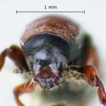 female | Image Author: LR Kirkendall | University of Bergen | paratype  Cnesinus gibbulus  Wood | paratype | Villa Mills, Cerro de la Muerte | Collection: British Museum (Natural History)