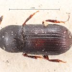 female | Image Author: TH Atkinson | Florida State Collection of Arthropods, Gainesville, Florida | lectotype Cnesinus pullus Blandford | lectotype | Cerro Zunil | Collection: British Museum (Natural History)