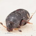female | Image Author: TH Atkinson | Florida State Collection of Arthropods, Gainesville, Florida | lectotype Cnesinus pullus Blandford | lectotype | Cerro Zunil | Collection: British Museum (Natural History)
