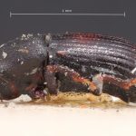 female | Image Author: TH Atkinson | Florida State Collection of Arthropods, Gainesville, Florida | lectotype Cnesinus pullus Blandford | lectotype | Cerro Zunil | Collection: British Museum (Natural History)