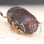 female | Image Author: TH Atkinson | Florida State Collection of Arthropods, Gainesville, Florida | lectotype Cnesinus pullus Blandford | lectotype | Cerro Zunil | Collection: British Museum (Natural History)