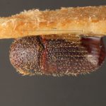 female | Image Author: TH Atkinson | Florida State Collection of Arthropods, Gainesville, Florida | holotype Phloeotribus contortus Schedl | holotype | Maturaca | Collection: Museo de Zoologia