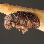 female | Image Author: TH Atkinson | Florida State Collection of Arthropods, Gainesville, Florida | holotype Phloeotribus contortus Schedl | holotype | Maturaca | Collection: Museo de Zoologia