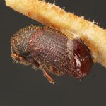 female | Image Author: TH Atkinson | Florida State Collection of Arthropods, Gainesville, Florida | holotype Phloeotribus contortus Schedl | holotype | Maturaca | Collection: Museo de Zoologia