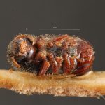 female | Image Author: TH Atkinson | Florida State Collection of Arthropods, Gainesville, Florida | holotype Phloeotribus contortus Schedl | holotype | Maturaca | Collection: Museo de Zoologia