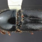 female | Image Author: TH Atkinson | Florida State Collection of Arthropods, Gainesville, Florida | San Antonio de las Alazanas - Sta. Catarina | Collection: Centro de Entomología y Acarología