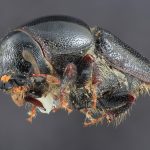 female | Image Author: TH Atkinson | Florida State Collection of Arthropods, Gainesville, Florida | San Antonio de las Alazanas - Sta. Catarina | Collection: Centro de Entomología y Acarología