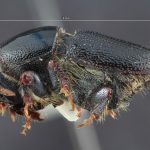female | Image Author: TH Atkinson | Florida State Collection of Arthropods, Gainesville, Florida | San Antonio de las Alazanas - Sta. Catarina | Collection: Centro de Entomología y Acarología