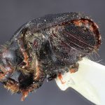female | Image Author: TH Atkinson | Florida State Collection of Arthropods, Gainesville, Florida | San Antonio de las Alazanas - Sta. Catarina | Collection: Centro de Entomología y Acarología