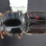 male | Image Author: TH Atkinson | Florida State Collection of Arthropods, Gainesville, Florida | San Antonio de las Alazanas - Sta. Catarina | Collection: Centro de Entomología y Acarología