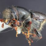 male | Image Author: TH Atkinson | Florida State Collection of Arthropods, Gainesville, Florida | San Antonio de las Alazanas - Sta. Catarina | Collection: Centro de Entomología y Acarología