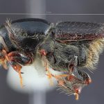 male | Image Author: TH Atkinson | Florida State Collection of Arthropods, Gainesville, Florida | San Antonio de las Alazanas - Sta. Catarina | Collection: Centro de Entomología y Acarología