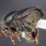 male | Image Author: TH Atkinson | Florida State Collection of Arthropods, Gainesville, Florida | San Antonio de las Alazanas - Sta. Catarina | Collection: Centro de Entomología y Acarología