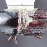 female | Image Author: TH Atkinson | Florida State Collection of Arthropods, Gainesville, Florida | Uxpanapa | Collection: Texas A&M University Insect Collection