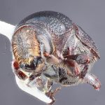 female | Image Author: TH Atkinson | Florida State Collection of Arthropods, Gainesville, Florida | Uxpanapa | Collection: Texas A&M University Insect Collection