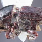 female | Image Author: TH Atkinson | Florida State Collection of Arthropods, Gainesville, Florida | Uxpanapa | Collection: Texas A&M University Insect Collection