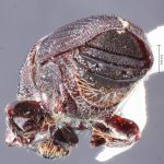female | Image Author: TH Atkinson | Florida State Collection of Arthropods, Gainesville, Florida | Uxpanapa | Collection: Texas A&M University Insect Collection