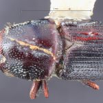 male | Image Author: TH Atkinson | Florida State Collection of Arthropods, Gainesville, Florida | Uxpanapa | Collection: Texas A&M University Insect Collection