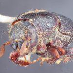 male | Image Author: TH Atkinson | Florida State Collection of Arthropods, Gainesville, Florida | Uxpanapa | Collection: Texas A&M University Insect Collection