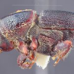 male | Image Author: TH Atkinson | Florida State Collection of Arthropods, Gainesville, Florida | Uxpanapa | Collection: Texas A&M University Insect Collection