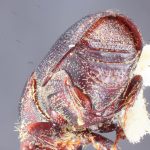 male | Image Author: TH Atkinson | Florida State Collection of Arthropods, Gainesville, Florida | Uxpanapa | Collection: Texas A&M University Insect Collection