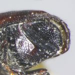 female | Image Author: TH Atkinson | Florida State Collection of Arthropods, Gainesville, Florida | holotype  Scolytus aztecus  Wood | holotype | Morelia, 53 km E | Collection: Entomology
