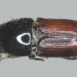 female | Image Author: TH Atkinson | Florida State Collection of Arthropods, Gainesville, Florida | holotype  Scolytus aztecus  Wood | holotype | Morelia, 53 km E | Collection: Entomology