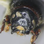 female | Image Author: TH Atkinson | Florida State Collection of Arthropods, Gainesville, Florida | holotype  Scolytus aztecus  Wood | holotype | Morelia, 53 km E | Collection: Entomology