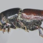 female | Image Author: TH Atkinson | Florida State Collection of Arthropods, Gainesville, Florida | holotype  Scolytus aztecus  Wood | holotype | Morelia, 53 km E | Collection: Entomology