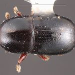 female | Image Author: TH Atkinson | Florida State Collection of Arthropods, Gainesville, Florida | Cocolí, 3 mi W | Collection: Texas A&M University Insect Collection