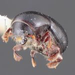 female | Image Author: TH Atkinson | Florida State Collection of Arthropods, Gainesville, Florida | Cocolí, 3 mi W | Collection: Texas A&M University Insect Collection