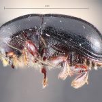 female | Image Author: TH Atkinson | Florida State Collection of Arthropods, Gainesville, Florida | Cocolí, 3 mi W | Collection: Texas A&M University Insect Collection