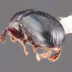 female | Image Author: TH Atkinson | Florida State Collection of Arthropods, Gainesville, Florida | Cocolí, 3 mi W | Collection: Texas A&M University Insect Collection