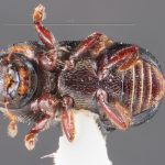 female | Image Author: TH Atkinson | Florida State Collection of Arthropods, Gainesville, Florida | Cocolí, 3 mi W | Collection: Texas A&M University Insect Collection