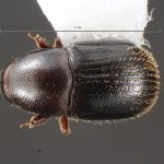 female | Image Author: TH Atkinson | Florida State Collection of Arthropods, Gainesville, Florida | Est. Biol. Los Tuxtlas | Collection: University of Texas Insect Collection