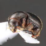 female | Image Author: TH Atkinson | Florida State Collection of Arthropods, Gainesville, Florida | Est. Biol. Los Tuxtlas | Collection: University of Texas Insect Collection