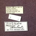 female | Image Author: TH Atkinson | Florida State Collection of Arthropods, Gainesville, Florida | Est. Biol. Los Tuxtlas | Collection: University of Texas Insect Collection