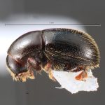 female | Image Author: TH Atkinson | Florida State Collection of Arthropods, Gainesville, Florida | Est. Biol. Los Tuxtlas | Collection: University of Texas Insect Collection