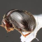 female | Image Author: TH Atkinson | Florida State Collection of Arthropods, Gainesville, Florida | Est. Biol. Los Tuxtlas | Collection: University of Texas Insect Collection