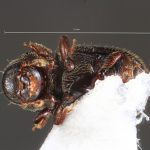 female | Image Author: TH Atkinson | Florida State Collection of Arthropods, Gainesville, Florida | Est. Biol. Los Tuxtlas | Collection: University of Texas Insect Collection